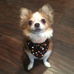 Bella Washington - @the_adventures_of_bella_bella - Instagram