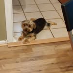 Missy Bella Washington - @yorkie_life_missy_bella - Instagram