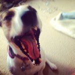 Bella Webster 🐶 - @bella_webster - Instagram