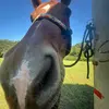 ℐ𝒶𝓈𝒷ℯ𝓁𝓁𝒶 𝓌ℯ𝒷𝓈𝓉ℯ𝓇 - @isabellawebster3 - TikTok