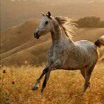 💝Bella💝 (73 Weeks!) - @bella_the_arabian_mare - Instagram