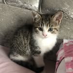 Bella 🫶🏼 8 weeks old kitten 🥰 - @bella_the_litte.kittenxx - Instagram