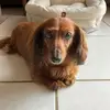 bearla - @bellatheweiner - TikTok