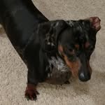 Bella - @__bella_the_weiner_dog__ - Instagram