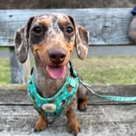 Bella ❤︎ - @mini.bella.weiner - Instagram