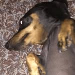 Bella - @bella.the.weiner.dog - Instagram