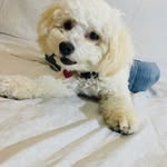 Bella - @bella.weiner - Instagram