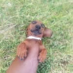 bella - @bella.weinerdog - Instagram