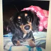 Bella - @bella_the_weiner_dog - TikTok