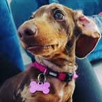 Bella - @bella_theminiweiner - Instagram