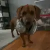 Bella - @bellatheweinerdog - TikTok