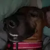 bella - @bellaweinerdog - TikTok