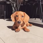 Bella - @bellaweinerr - Instagram