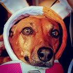 Bella Giorgini - @that_weiner_bella - Instagram