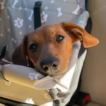 Bella Mae the Weiner 🐾 - @theadventuresofbella__ - Instagram