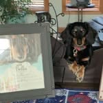 Bella, our weiner. - @weineraccount - Instagram