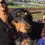 @bella_skcoopski_the_weiner_dog - Instagram