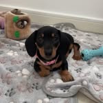@bella_the_mini_weiner - Instagram