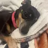 Bella The Weiner - @bella.the.weiner7 - TikTok