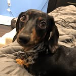 Bella The Weiner - @bellababy805 - Instagram