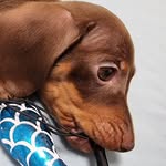 Bella The Weiner - @bellathechocolateweiner - Instagram