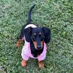 Bella the weiner 🐾🐾 - @bella.the.weiner - Instagram