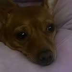 Bella The Weiner Dog - @444yt_grab - Instagram