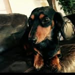 bella_The Weiner Dog - @bella_the_weiner_dog - Instagram