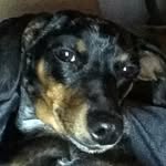 Bella The Weiner Dog - @bella_the_weiner_doggy - Instagram