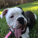 Bella Weiner - @catsanddog56 - Instagram