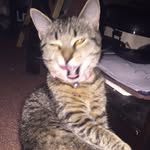 Bella Weiner 🐱 - @bellathechosencat - Instagram