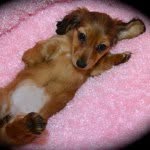 Bella Weiner Dog - @bellaweinerdog - Instagram
