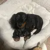 BellaDaWeiner🌭 - @belladaweiner - TikTok