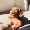 Bellaweiner - @bellaweinerr - TikTok