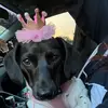 PrincessBella - @princessbellatheweiner - TikTok