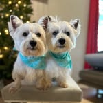 Bella_Westie🇵🇷2021+Nala🐻‍❄️ - @bella_westie2021 - Instagram