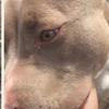 BellaWest🐶 - @bellawest1112 - TikTok