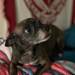 Bella Wheeler - @chocolate.drop.bella - Instagram