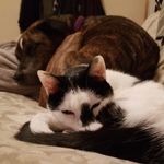 bella and pierre wilder - @kitty.and.pitty - Instagram