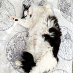 Bella Wilder - @bellawildercat - Instagram