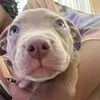 bellaanglewilder - @doggloves_doglovesyou - TikTok