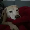 arabella - @bellawileyyyy - TikTok