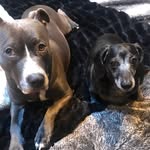 Bella+Wiley - @pit_weenie - Instagram