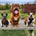 Bella.Willis.Tiny - @2bullies_and_a_bordeaux - Instagram