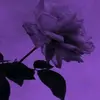 Bella Wolfe - @bella.wolfe85 - TikTok