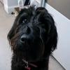 Bella Woods - @labradoodle_bella - TikTok