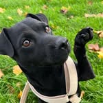 Bella Yates - @bella_patterdale - Instagram