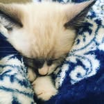 Bella Yates - @cats_on_cats_only - Instagram