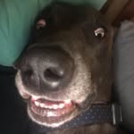 Bella Yoder - @bella.the.weim - Instagram