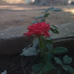 Bella Zarate - @bella.zarate.370 - Instagram